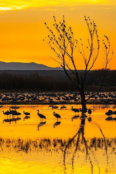 Jaynes Gallery 아티스트의 USA-New Mexico-Bosque Del Apache National Wildlife Refuge-Sandhill cranes in water at sunrise작품입니다.